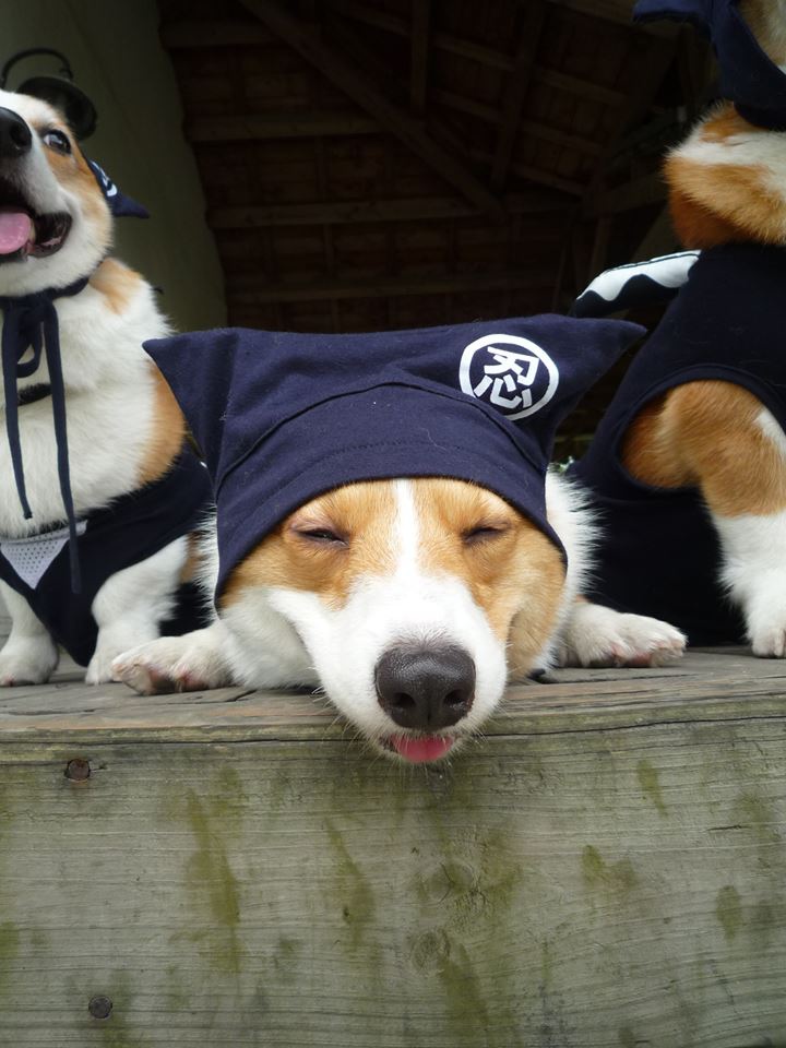 1147887_10201806586350219_278683527_n