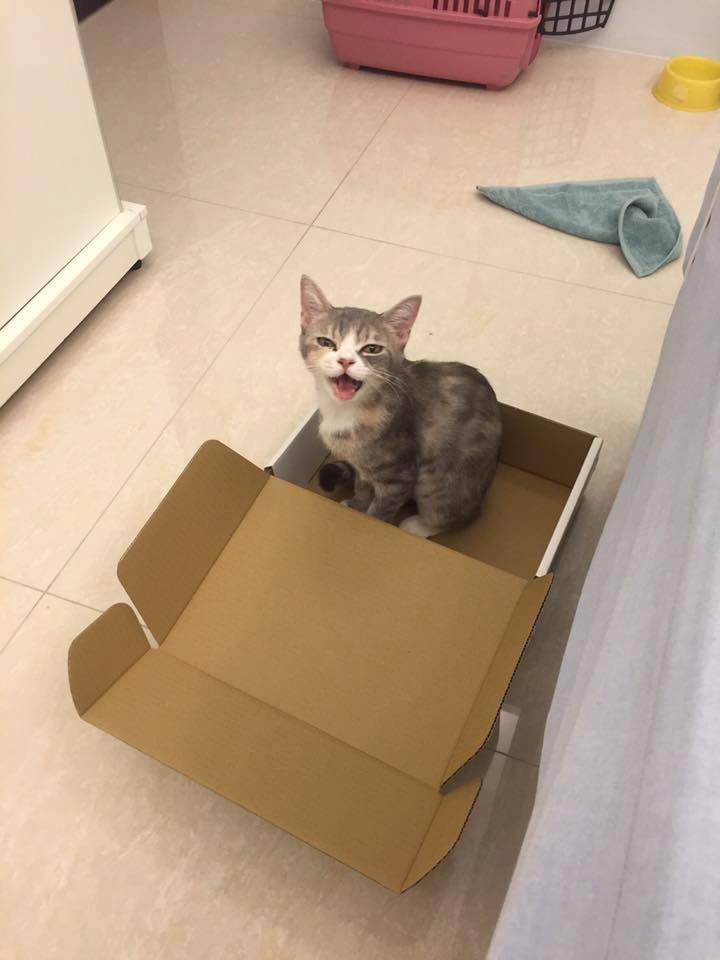 21231228_1689224611090401_325354566413248045_n