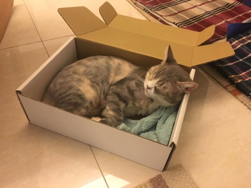 21231788_1689224907757038_906568214268679265_n