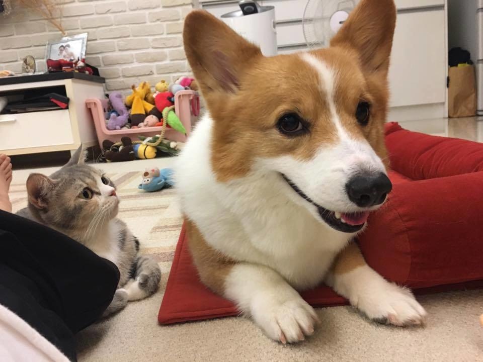 21150259_1689225127757016_7793406987570185872_n