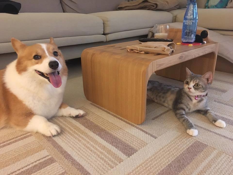 21232103_1689225317756997_377069967297132823_n