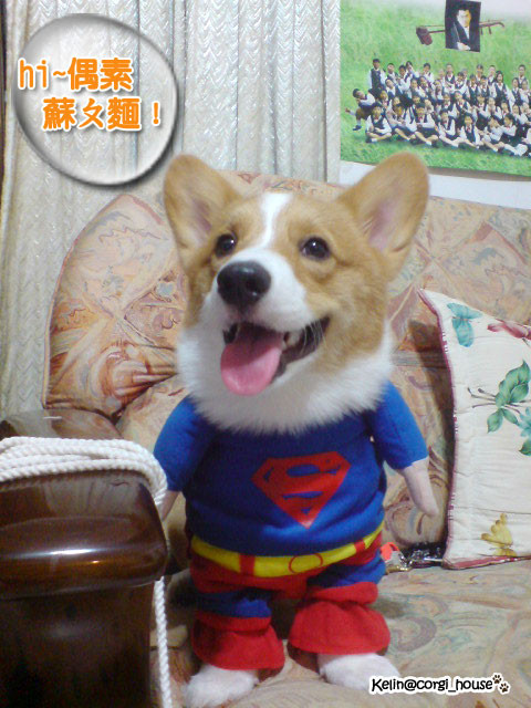 呦呼！我是短腿界的蘇ㄆ麵！