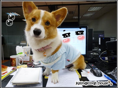 mocca_010.jpg mocca_010.jpg