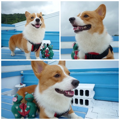 cats-2.jpg cats-2.jpg