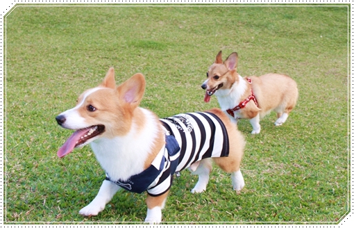 IMG_1243.JPG IMG_1243.JPG