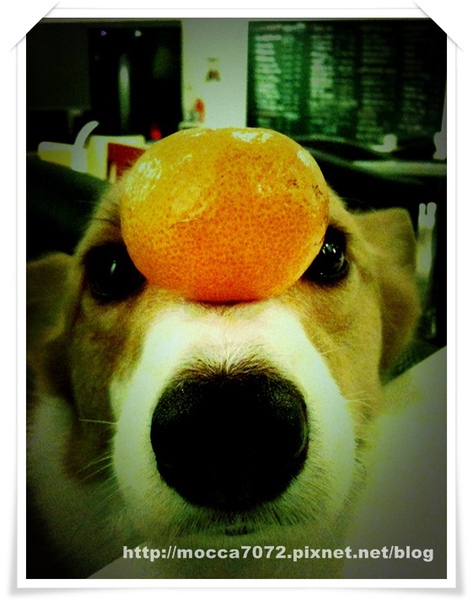 頂橘子.jpg